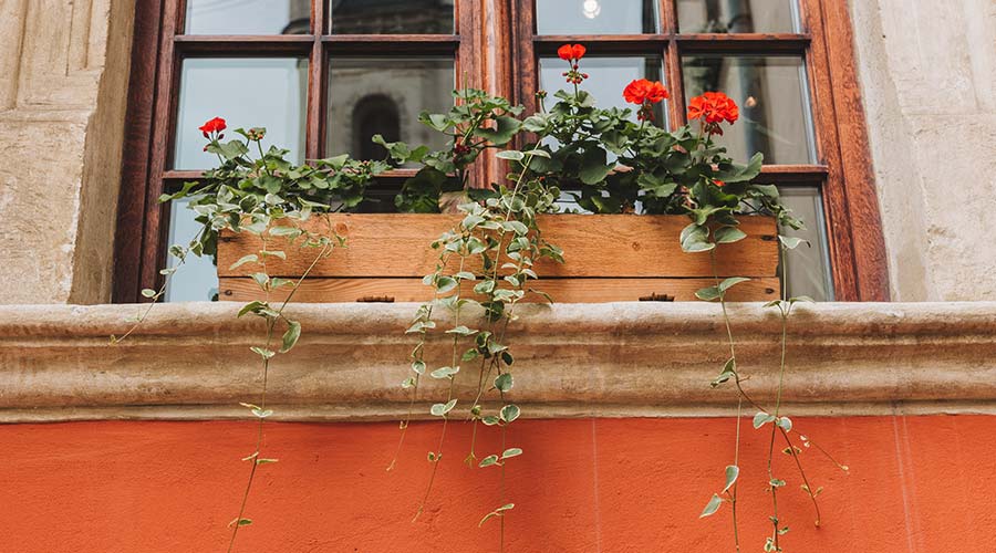 Flowerpower for the windowsill